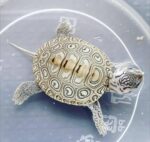 Concentric Diamondback Terrapin For Sale