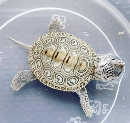 Concentric Diamondback Terrapin For Sale