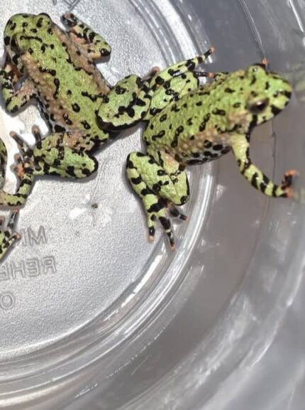 Fire Belly Toad for sale