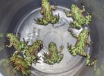 Fire Belly Toad for sale