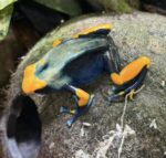 Dendrobates Tinctorius Peacock