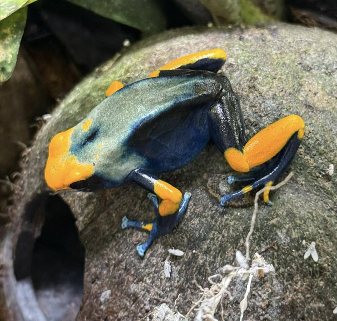 WhatsApp Image 2025-05-26 at 11.08.54 AM Dendrobates Tinctorius Peacock