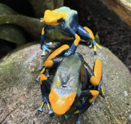Dendrobates Tinctorius Peacock