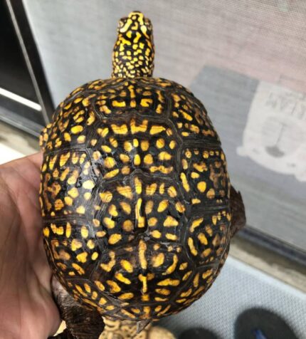 Eastern Box Turtle For Sale