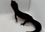 Black Night Leopard Gecko For Sale