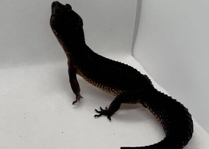 Black Night Leopard Gecko For Sale