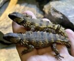 Armadillo Girdled Lizard For Sale
