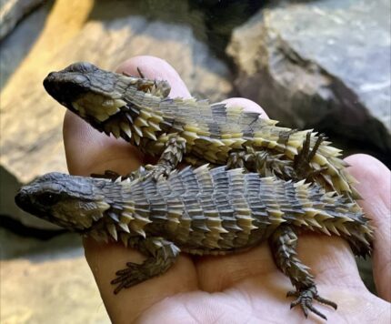 Armadillo Girdled Lizard For Sale