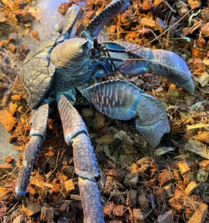Coconut Crab For Sale