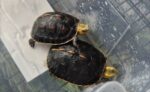 Baby | Juvenile | Adult