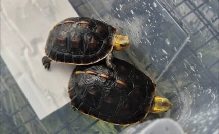 Baby | Juvenile | Adult