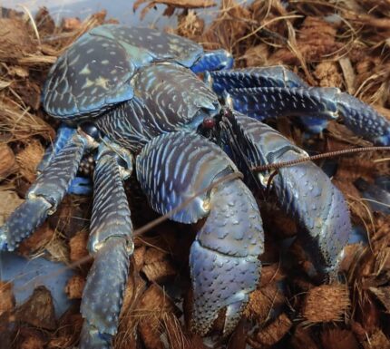 Coconut Crab For Sale