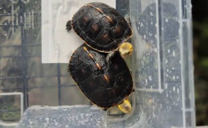 Baby | Juvenile | Adult