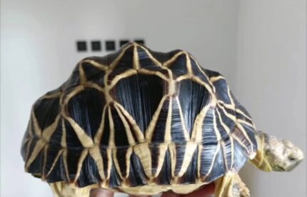 Burmese Star Tortoise For Sale