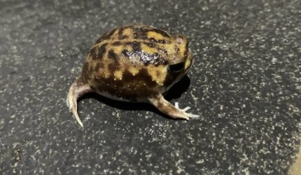 Common Rain Frog For Sale