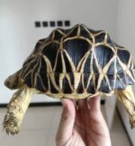 Burmese Star Tortoise For Sale