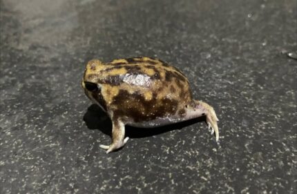 Common Rain Frog For Sale