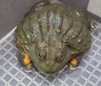 African Bullfrog For Sale