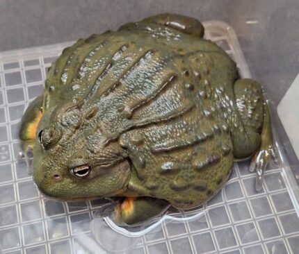 African Bullfrog For Sale