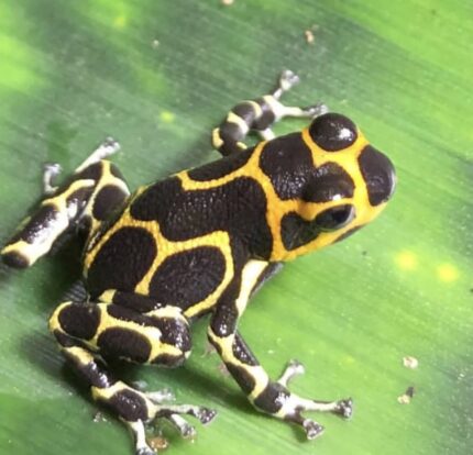 Ranitomeya Imitator Intermedius