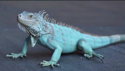blue axanthic iguana for sale