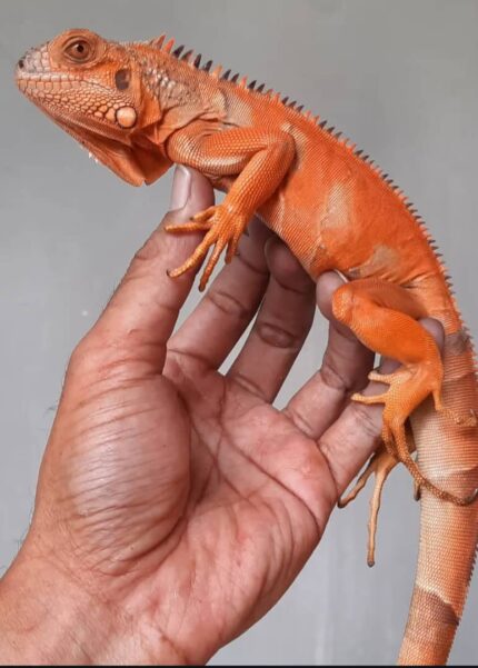 red iguana for sale