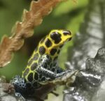 Ranitomeya Imitator Tarapoto