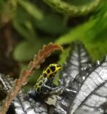 Ranitomeya Imitator Tarapoto