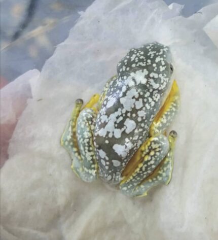 baby fringed leaf frog for sale