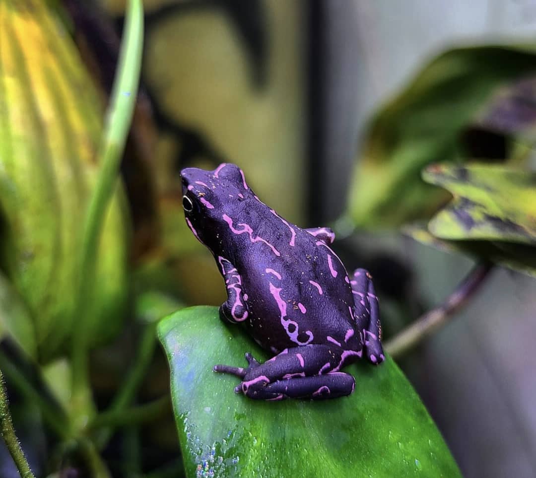 WhatsApp Image 2025-05-27 at 12.08.37 AM (1) purple harlequin toad for sale