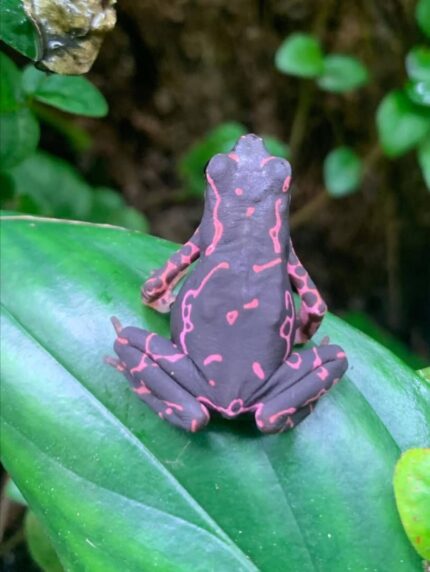 purple harlequin toad for sale