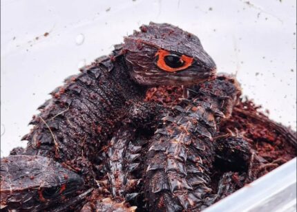 red eyed crocodile skink for sale