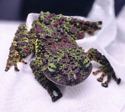 Vietnamese Mossy Frog For Sale