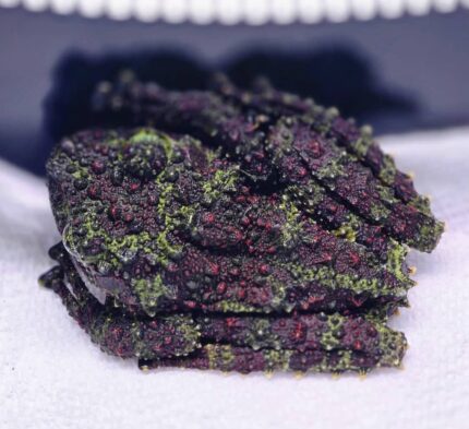 Vietnamese Mossy Frog For Sale
