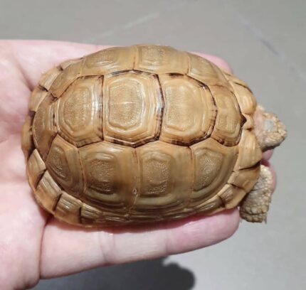Egyptian tortoise for sale