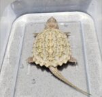 Albino Common snapping turtle for sale