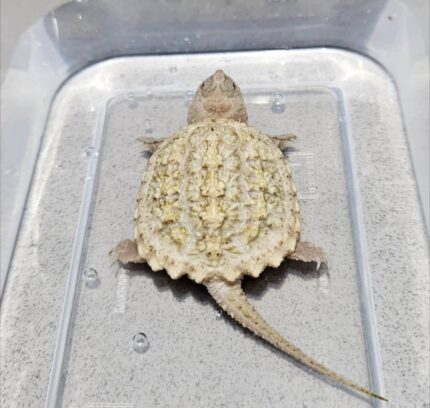 Albino Common snapping turtle for sale