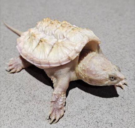 Albino Common snapping turtle for sale