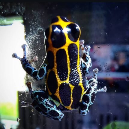 Ranitomeya Imitator Yumbatos