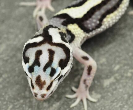 Bold Stripe Mack Snow Leopard Gecko For Sale