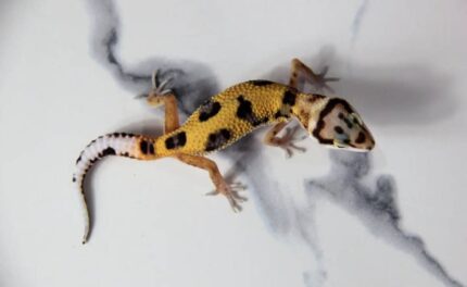 bold bandit leopard gecko for sale