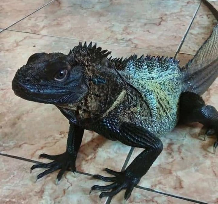 WhatsApp Image 2025-05-27 at 5.42.18 AM Black Sailfin Dragon For Sale