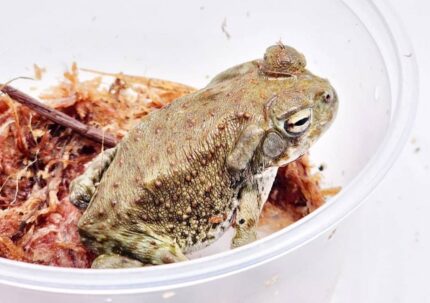 Colorado River Toad For Sale