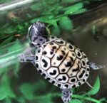 Ornate Diamondback Terrapin For Sale