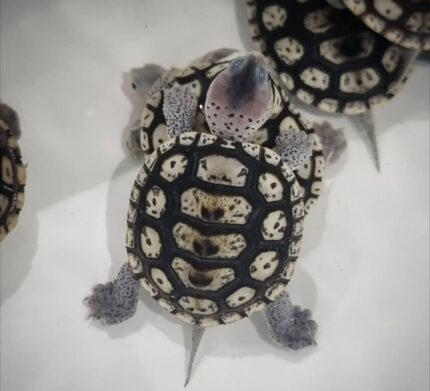 Ornate Diamondback Terrapin For Sale