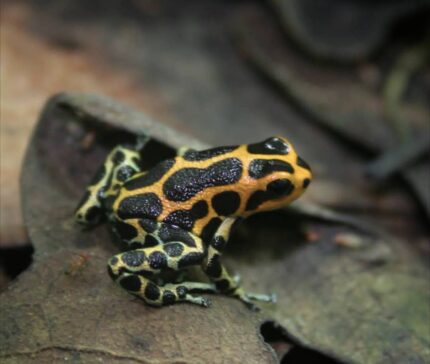 ranitomeya imitator chazuta