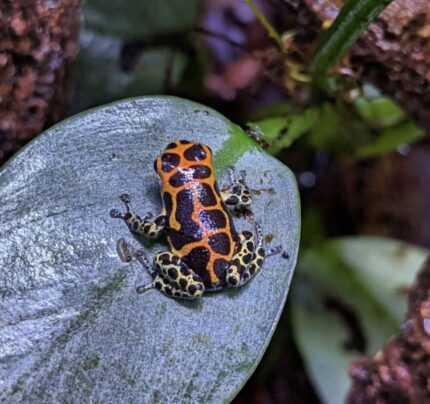 ranitomeya imitator chazuta