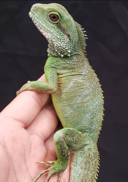 Chinese Water Dragon for sale