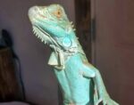 Blue Axanthic Iguana For Sale