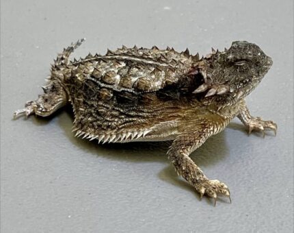 Desert Horned Lizard For Sale